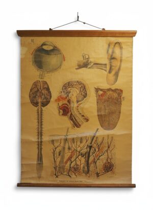 Antique Anatomical Chart | E. Hoelemann Signed Human Head