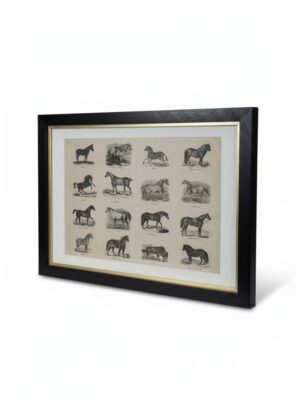 Original 1850 Webb & Millington Wood Engraging – ‘The Panorama of Horses’