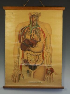 Antique Anatomical Chart (IV.) Human Anatomy Circulatory Signed by E. Hoelemann