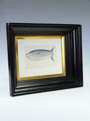 A Fine Victorian Colour Lithograph: ‘The Longer Sunfish’ London, 1884