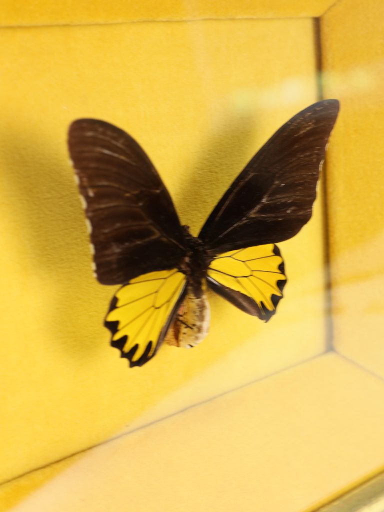 Antique 19th Century Entomological Taxidermy Butterfly Maquette | Museum Provenance Common Birdwing Troides Helena Framed Specimen, c.1890