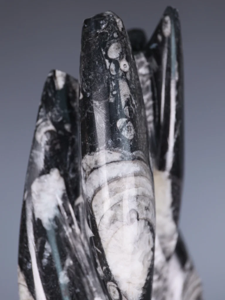 Pair of Hand-Carved Orthoceras Fossil Sculptures in Black Limestone, Morocco, Contemporary