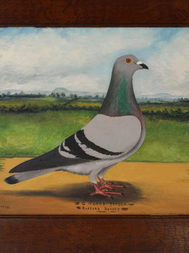 Pair of English Racing Pigeon Portraits by C. H. Wadsworth, 1911 &ndash; &lsquo;Shamrock&rsquo; & &lsquo;Rufford Beauty&rsquo;